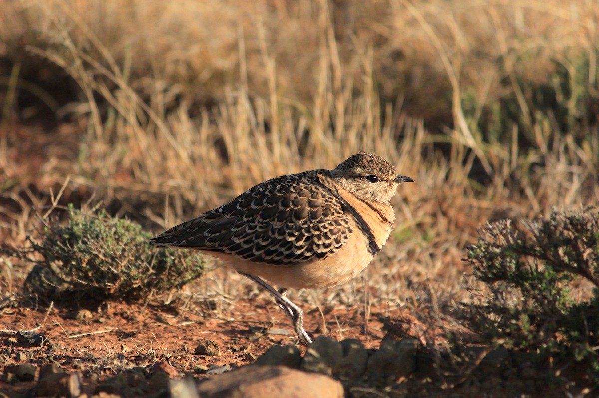 Double-banded Courser - Nathalia Serpa