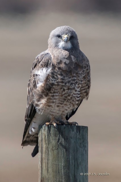 Swainson's Hawk - ML608784101