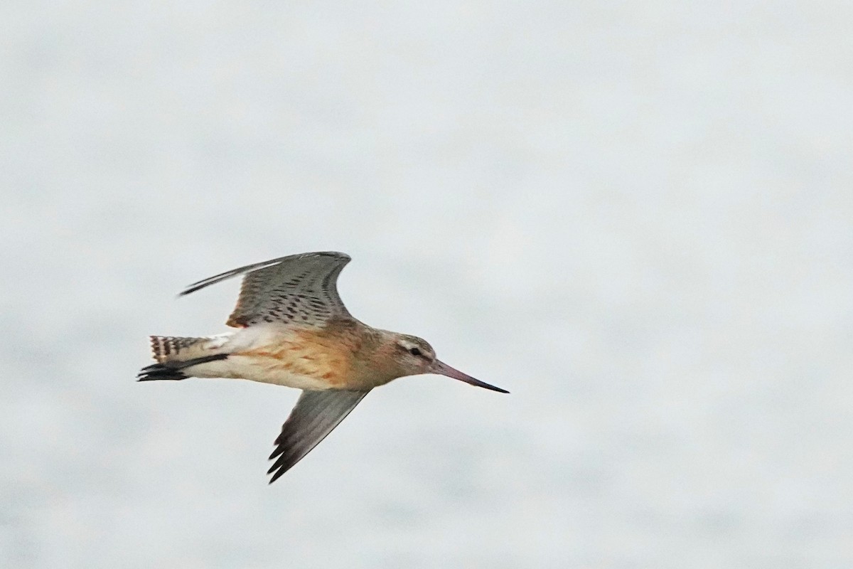 Bar-tailed Godwit - ML608784118