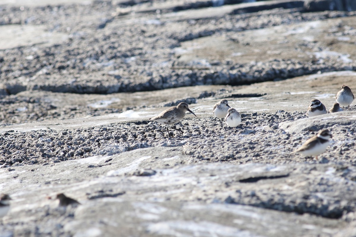 Dunlin - Brian Quindlen