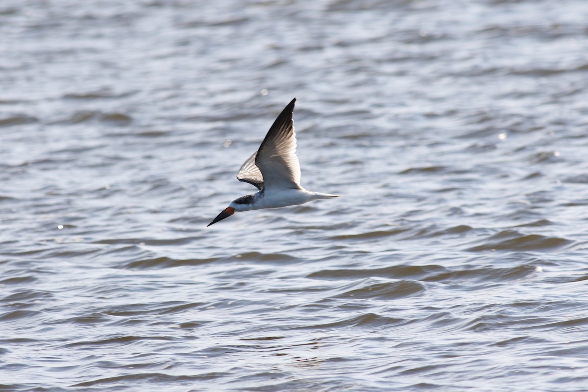 Black Skimmer - Brian Quindlen