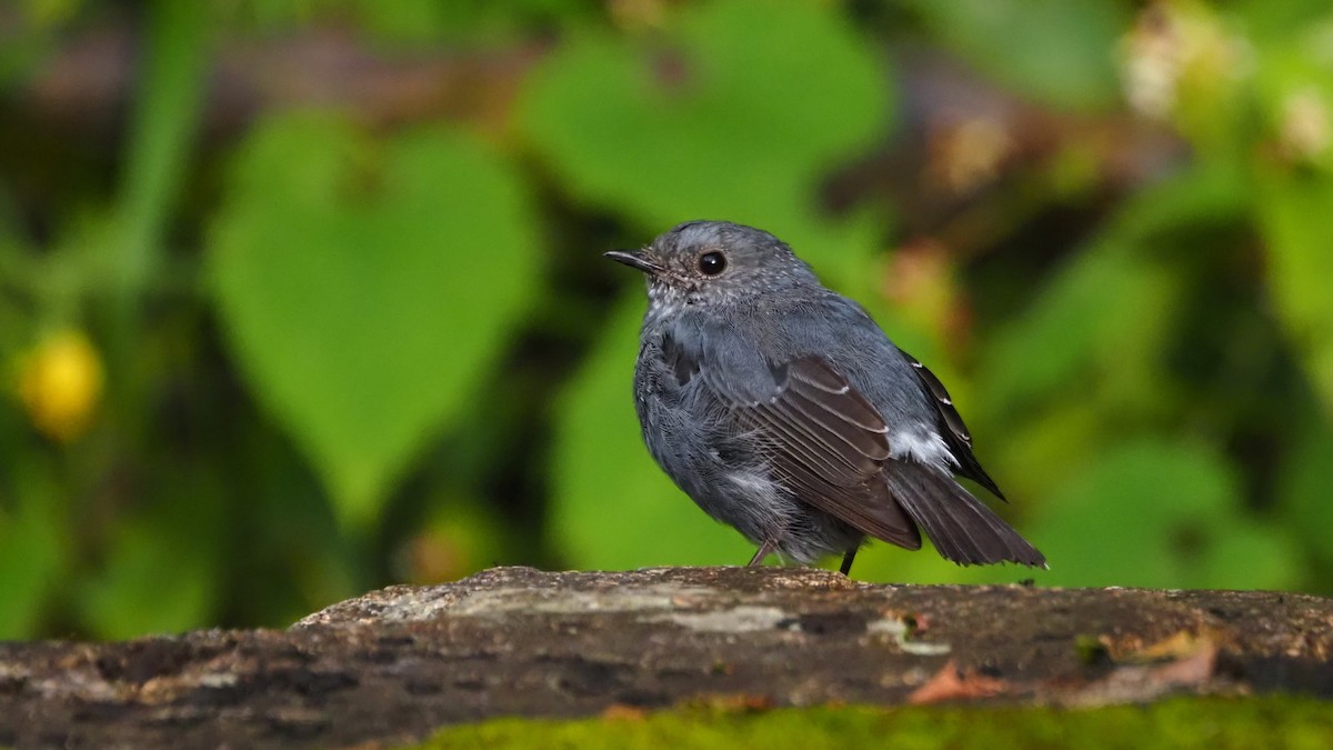 Plumbeous Redstart - ML608784311