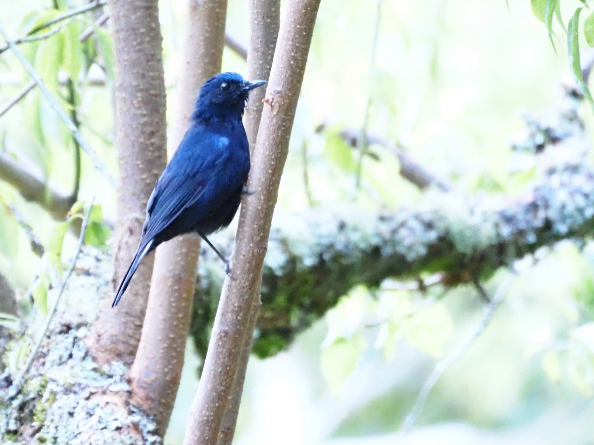 White-tailed Robin - ML608784314