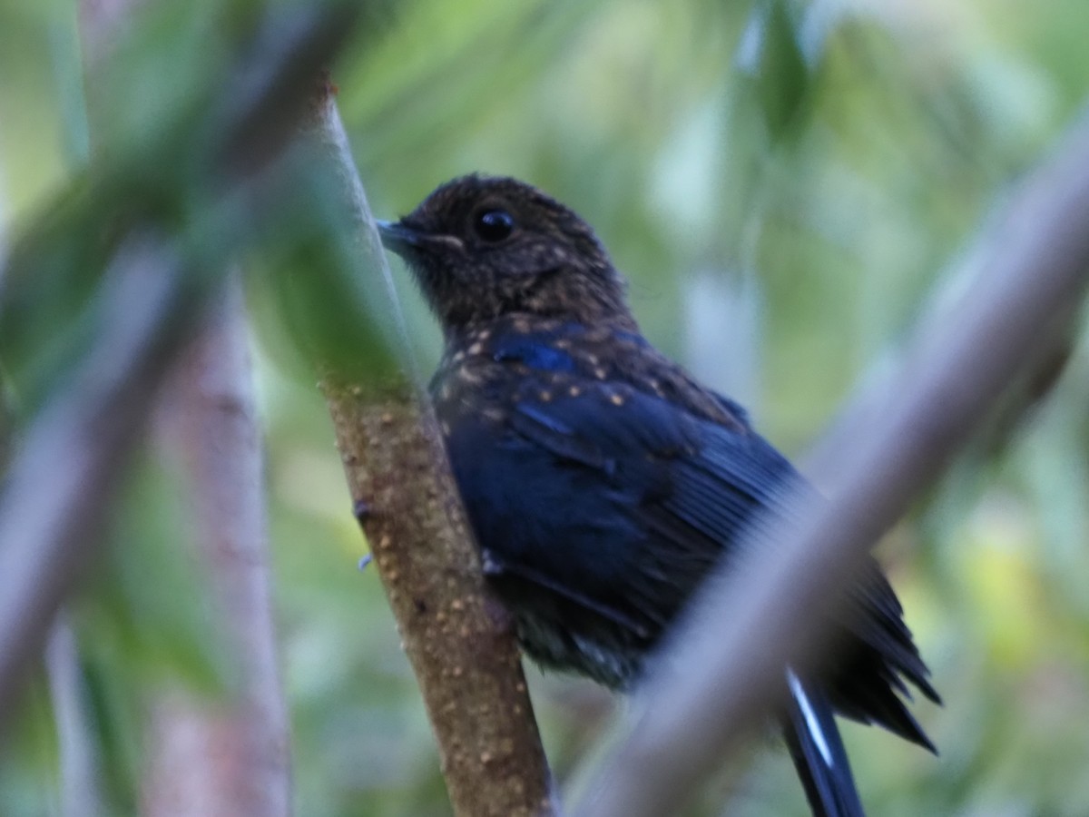 White-tailed Robin - ML608784315