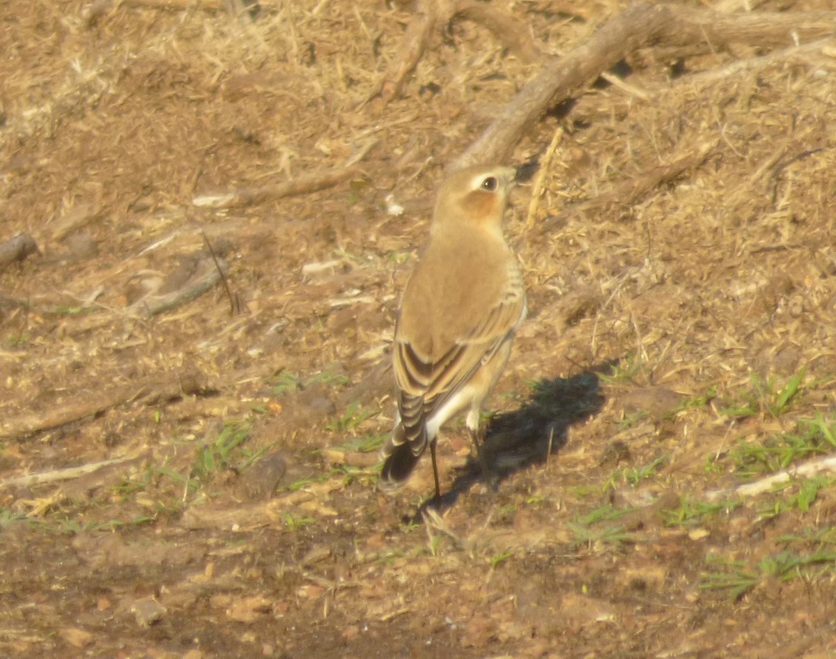 Northern Wheatear - Guillermo González Medina