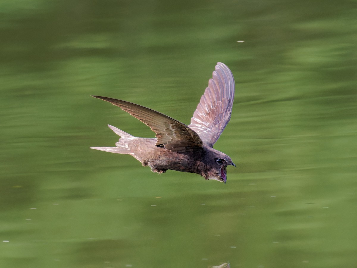 Common Swift - ML608784347