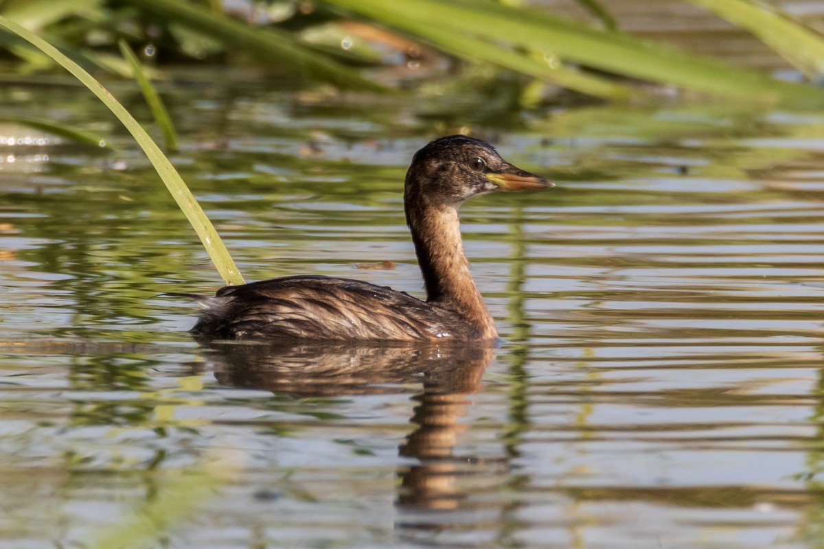 Little Grebe - ML608784381