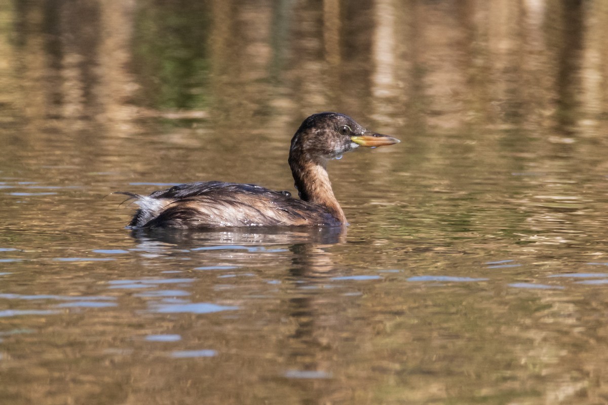 Little Grebe - ML608784383