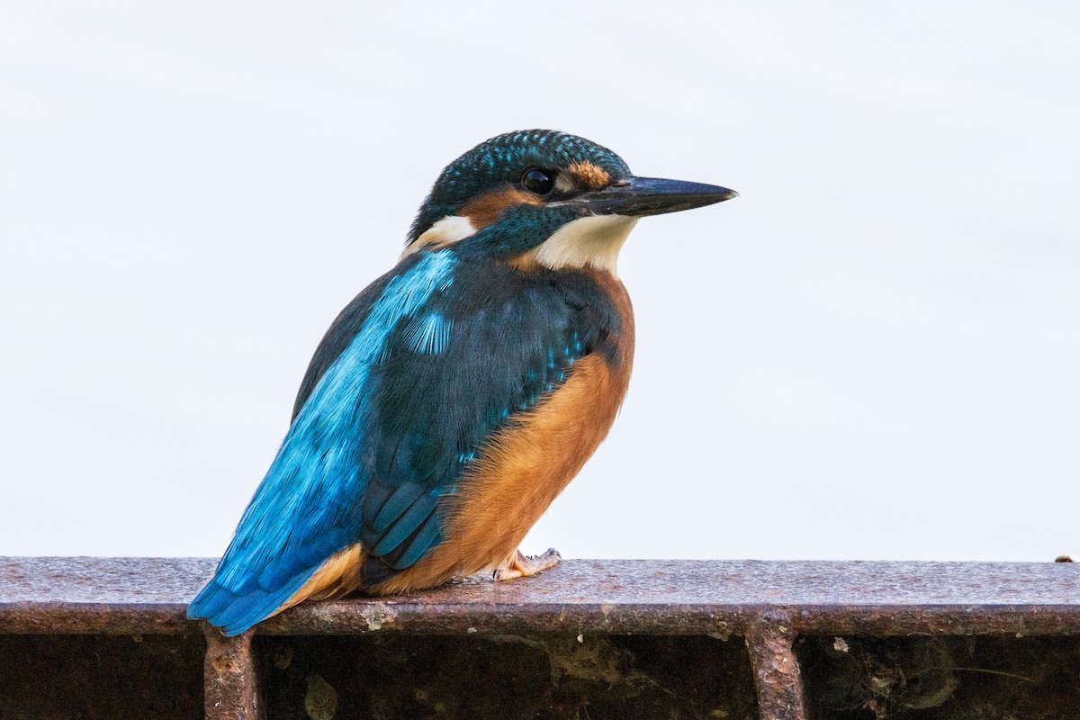 Martin-pêcheur d'Europe - ML608784385