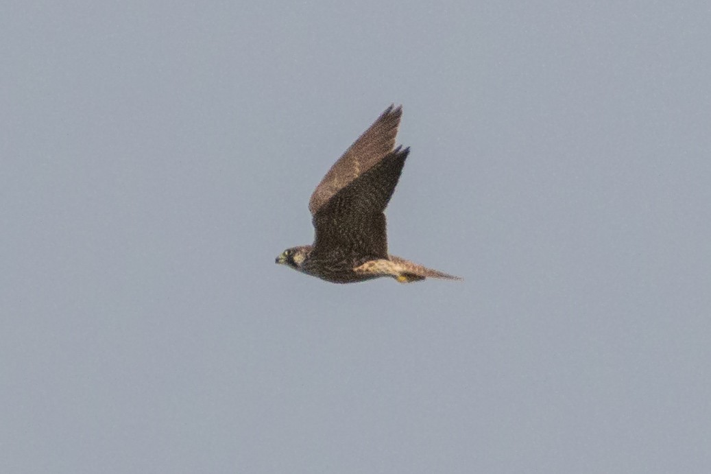 Peregrine Falcon - ML608784388