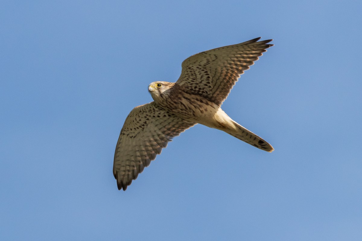 Eurasian Kestrel - ML608784399