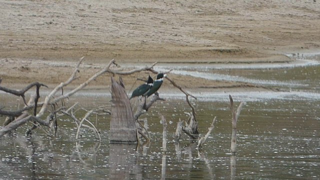 Martin-pêcheur d'Amazonie - ML608784448