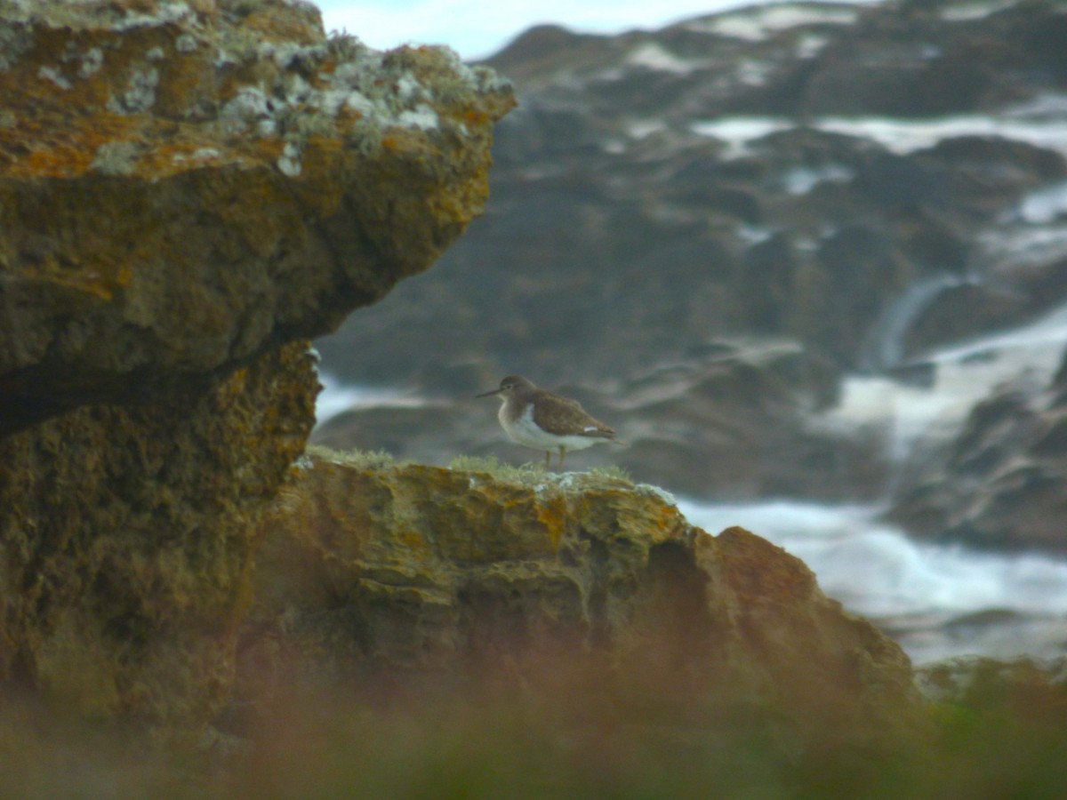 Common Sandpiper - ML608784471