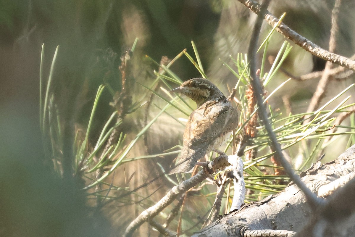 Eurasian Wryneck - ML608784693