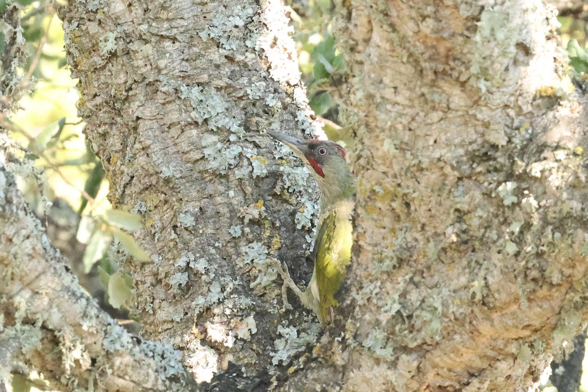 Iberian Green Woodpecker - ML608784696