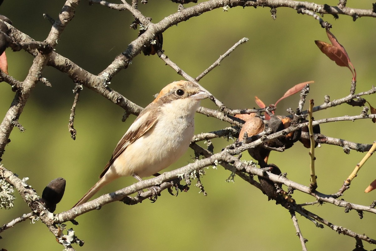 Woodchat Shrike - ML608784697