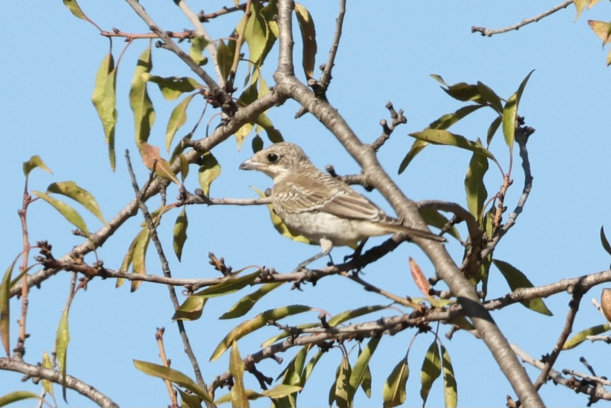 Woodchat Shrike - ML608784698