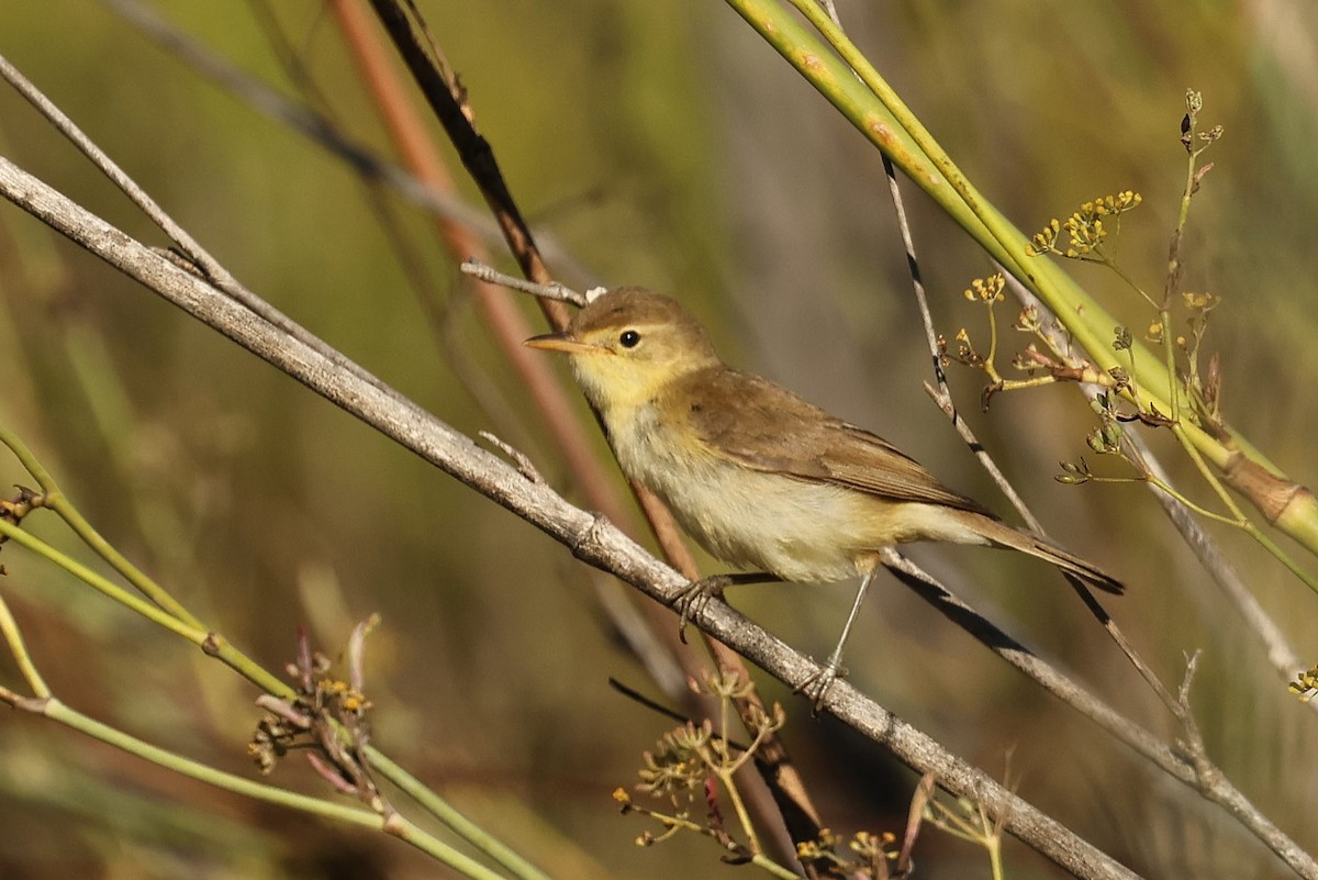 Melodious Warbler - Tiago Guerreiro