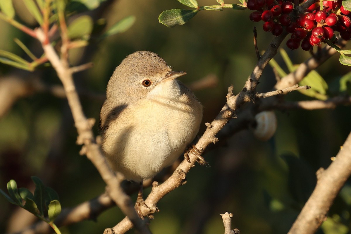 Western Subalpine Warbler - Tiago Guerreiro