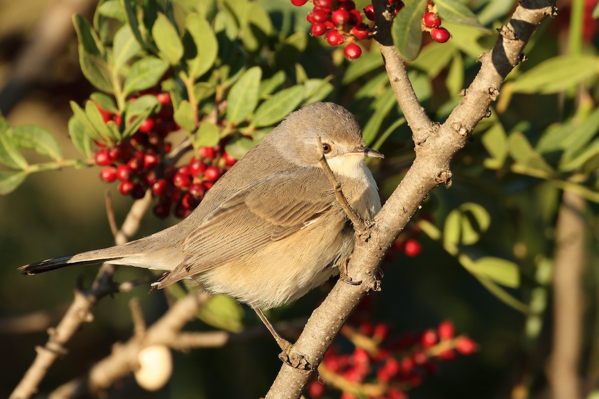 Western Subalpine Warbler - Tiago Guerreiro