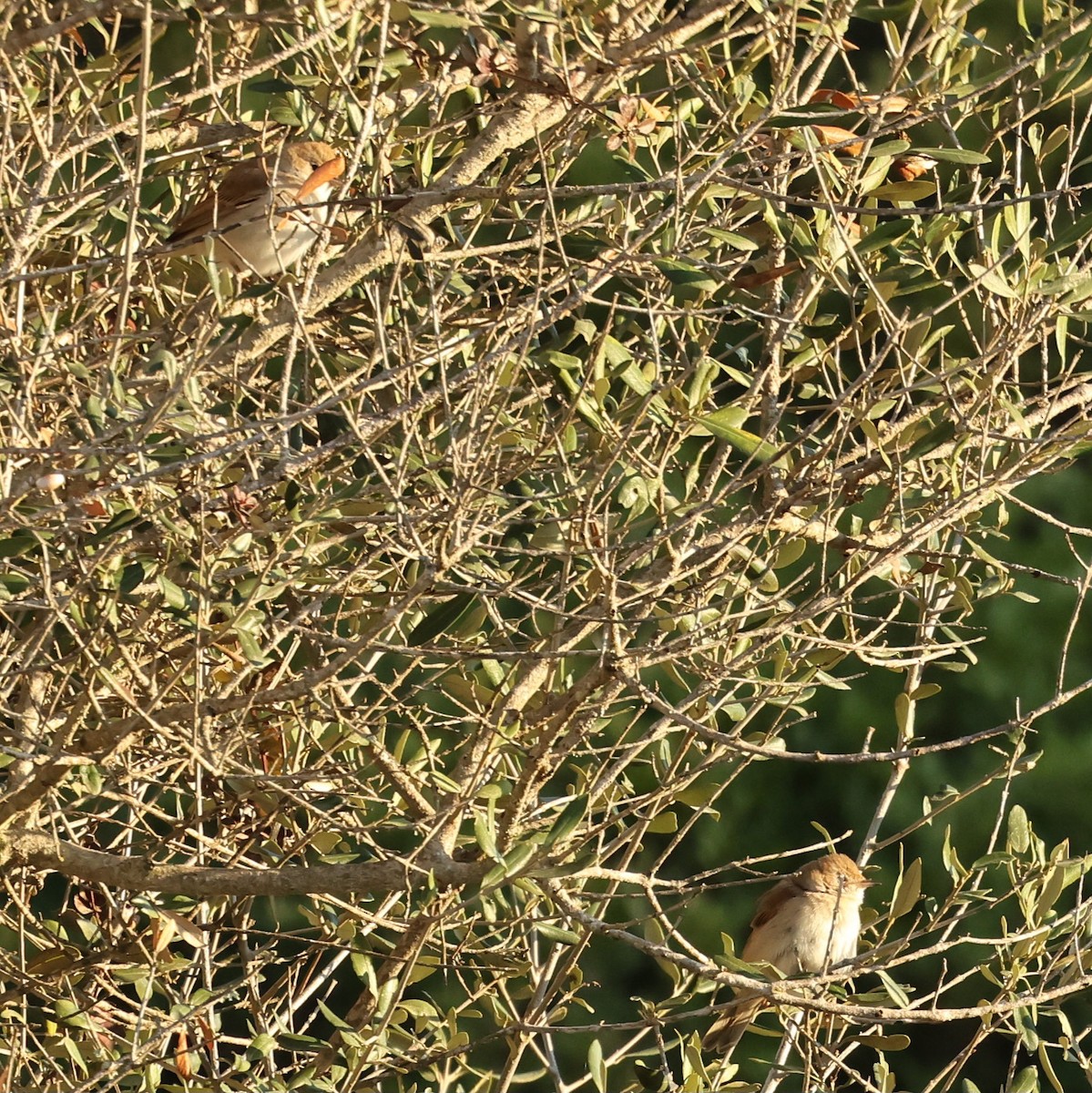 Greater Whitethroat - Tiago Guerreiro