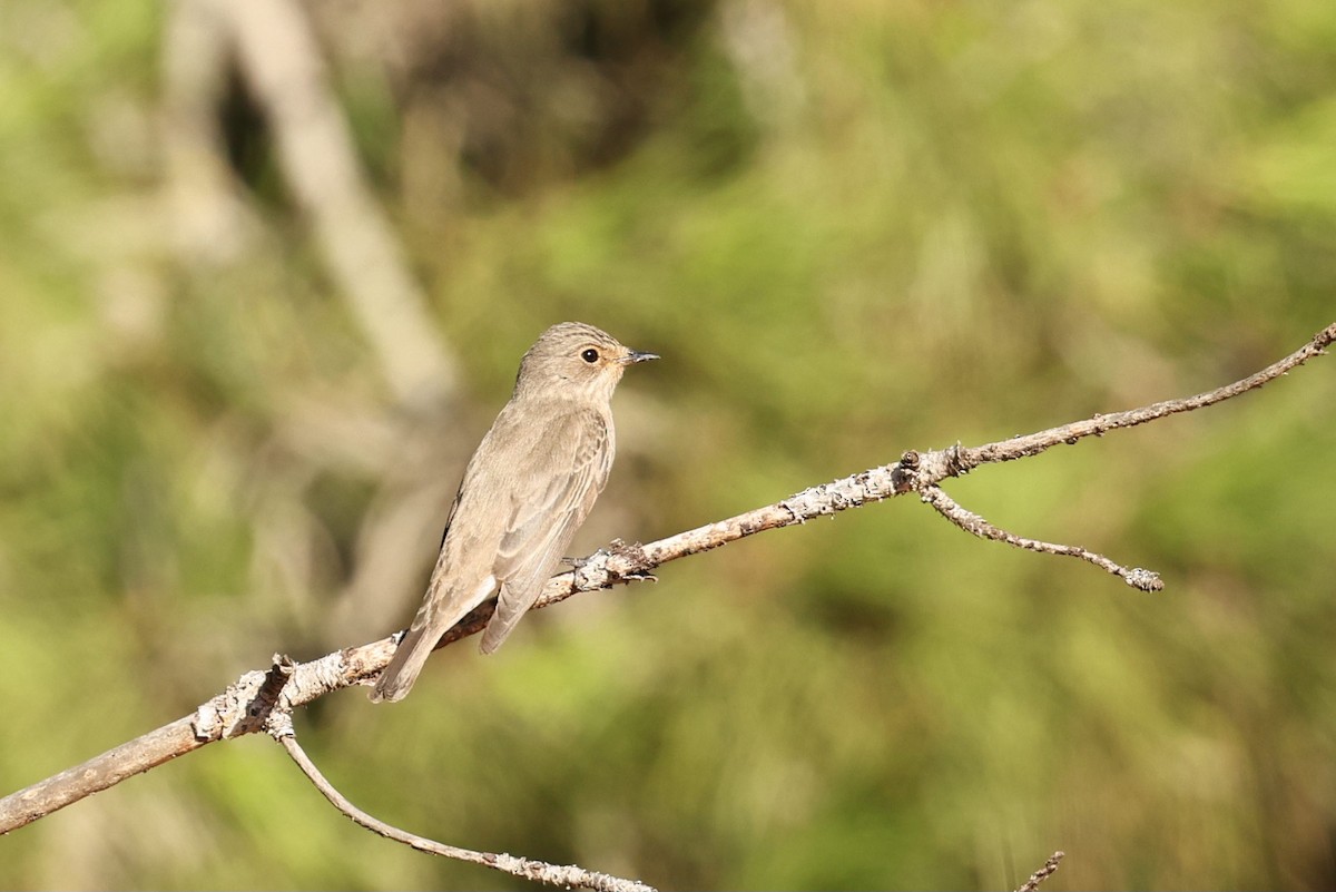 Spotted Flycatcher - ML608784734