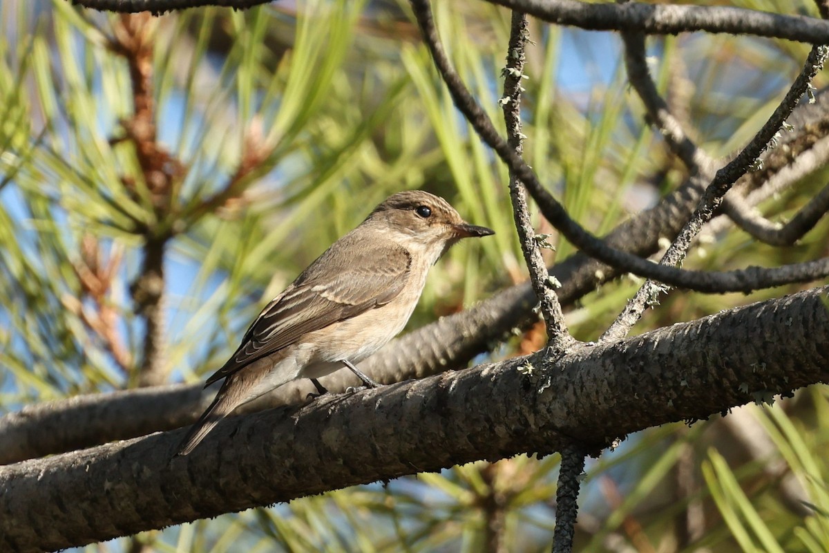 Spotted Flycatcher - Tiago Guerreiro