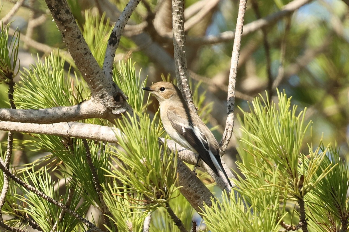 European Pied Flycatcher - ML608784737