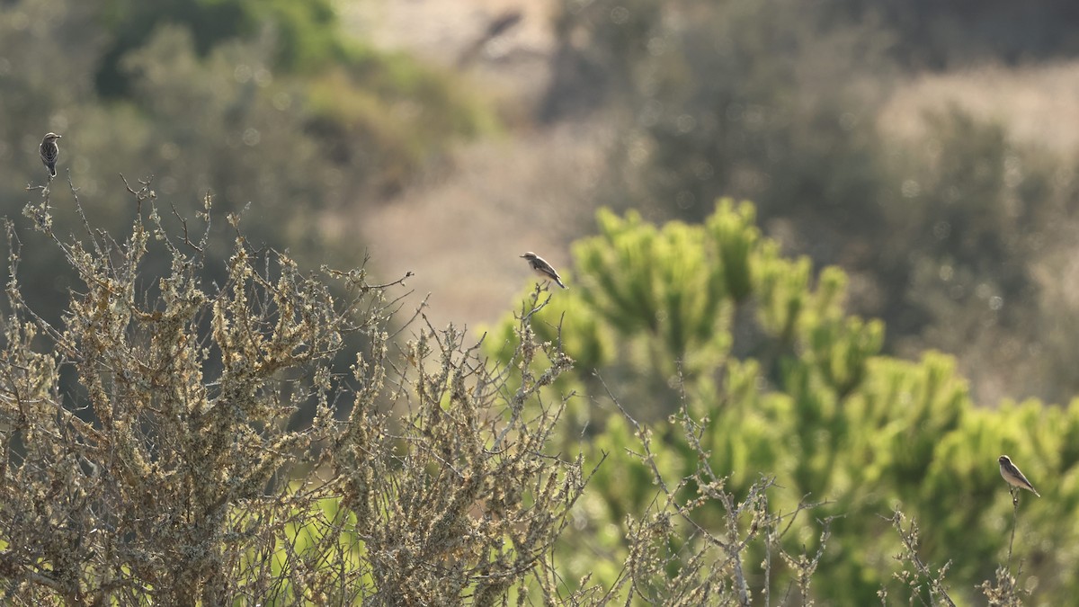 דוחל חום-גרון - ML608784754