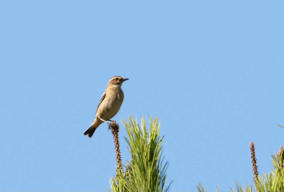 Braunkehlchen - ML608784756