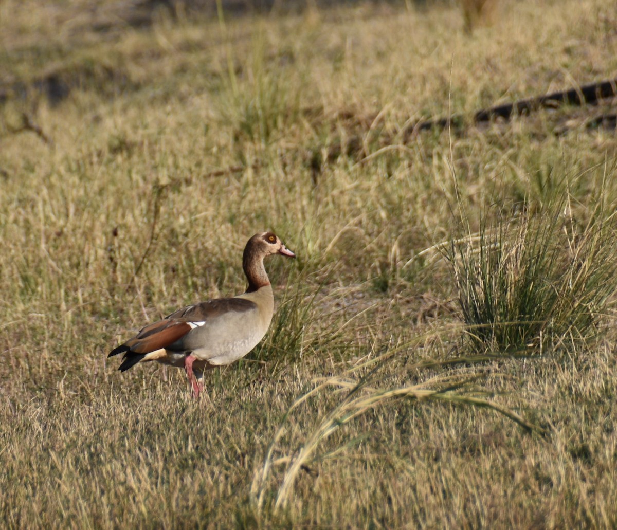 Egyptian Goose - ML608784863