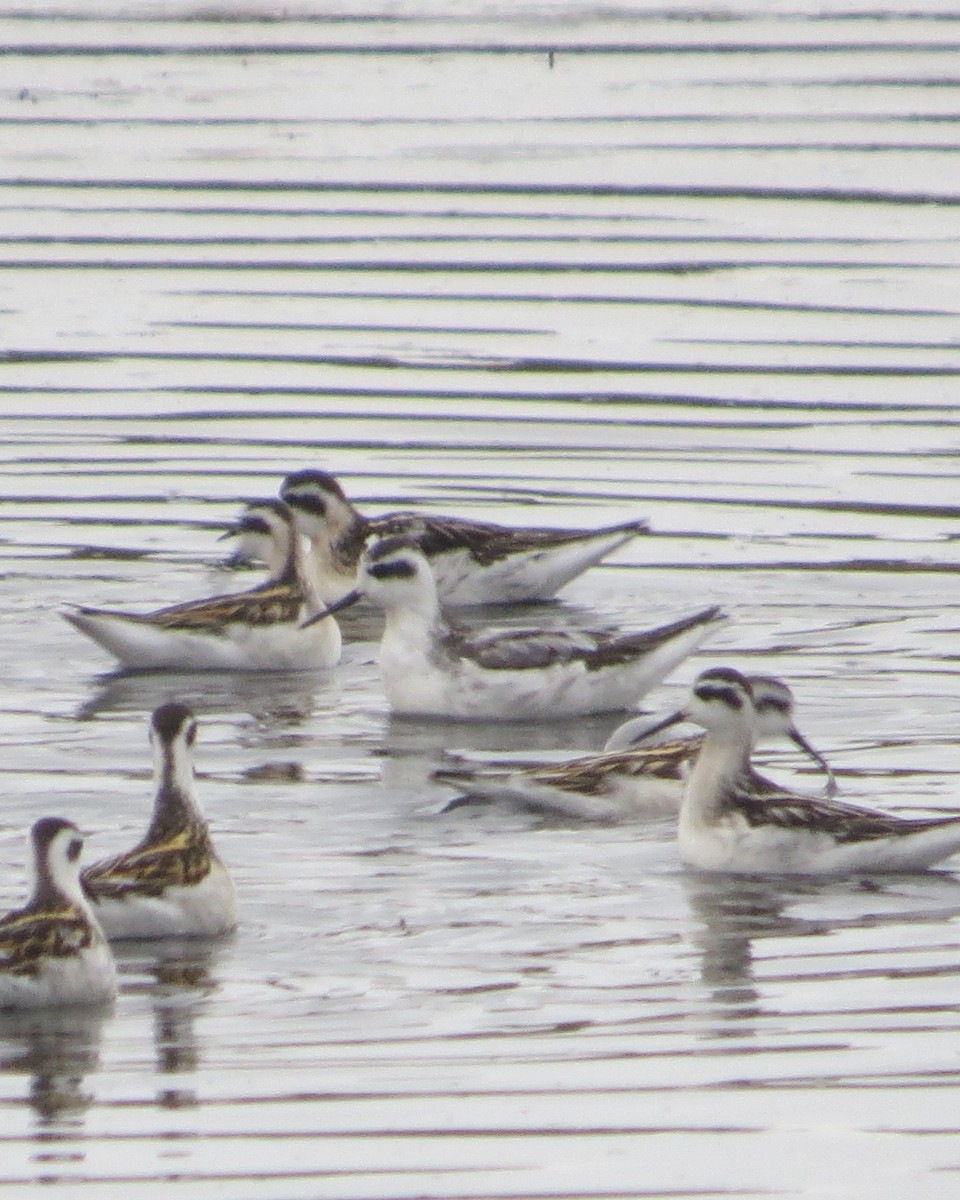 Red-necked Phalarope - ML608784870