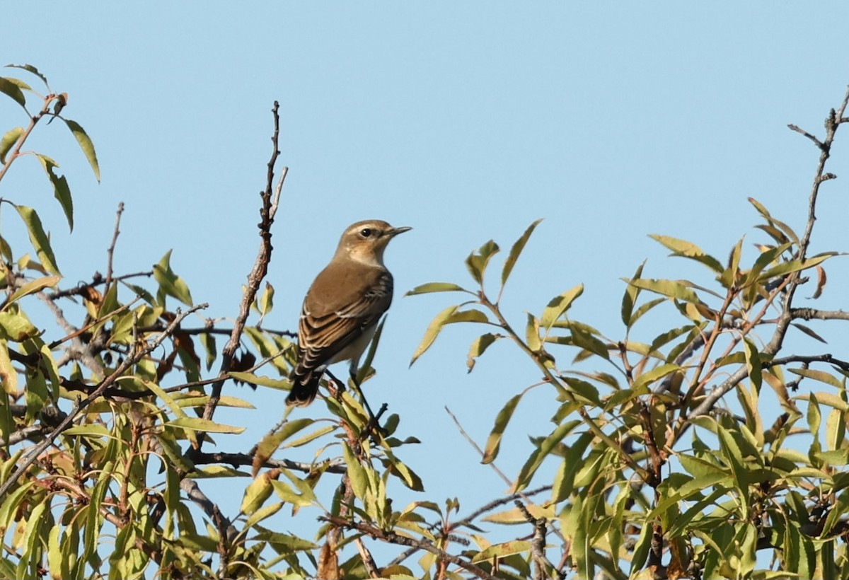 Northern Wheatear - ML608784880