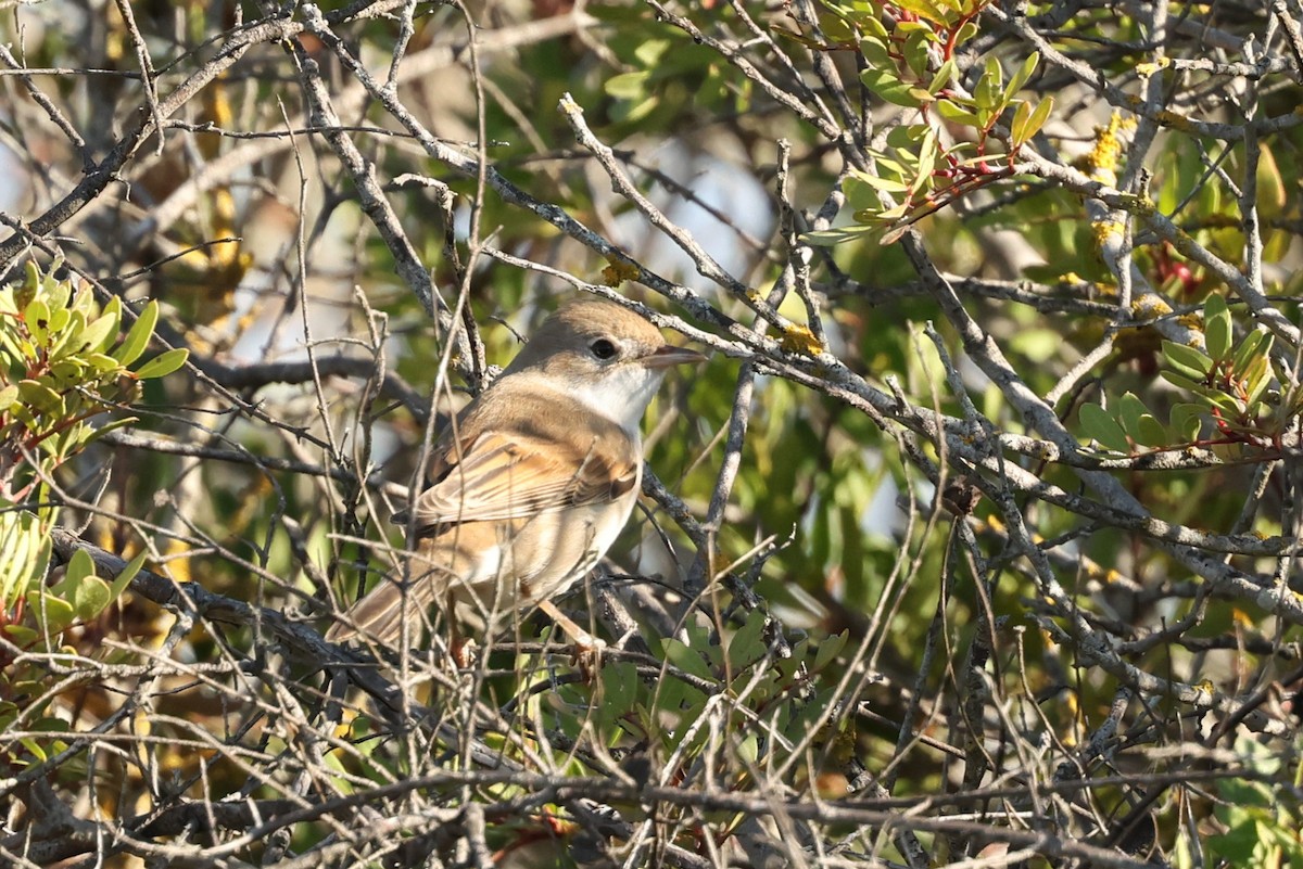 Greater Whitethroat - Tiago Guerreiro