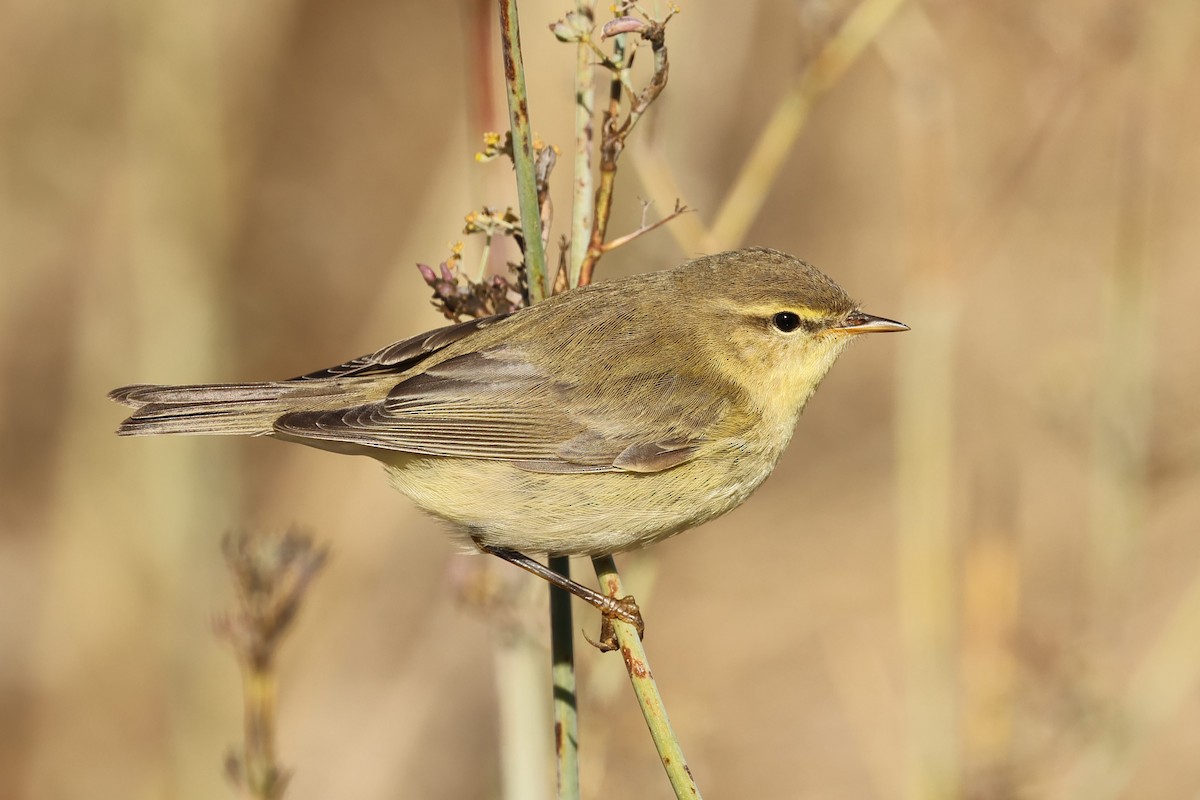 Willow Warbler - ML608784891