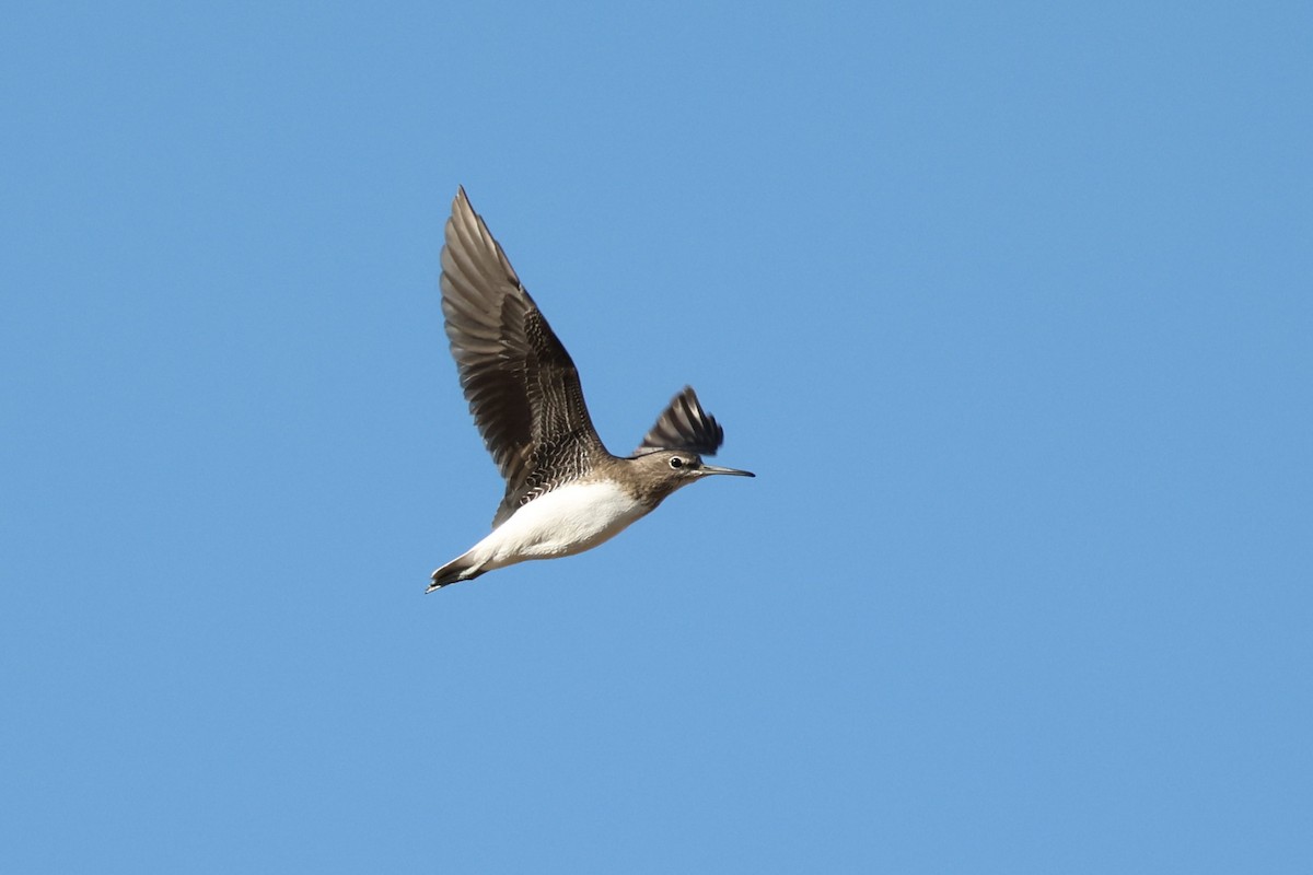 Green Sandpiper - Tiago Guerreiro