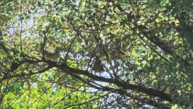 Orange-breasted Green-Pigeon - ML608784905