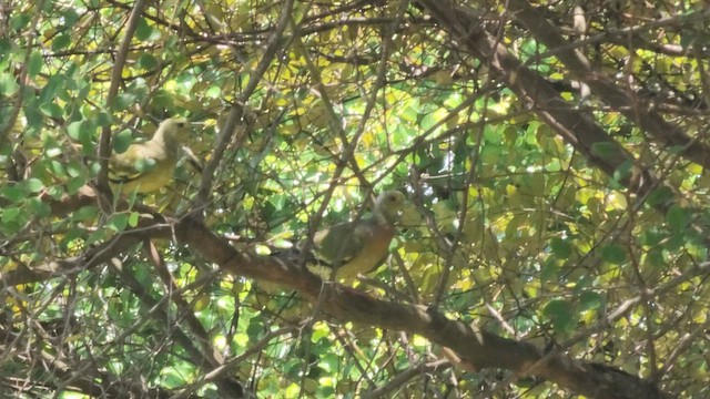 Orange-breasted Green-Pigeon - ML608784906