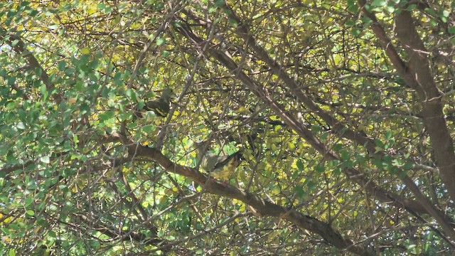 Orange-breasted Green-Pigeon - ML608784907