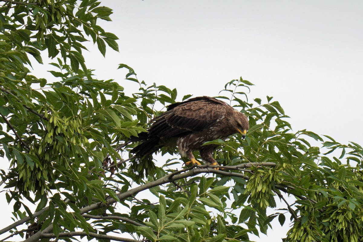 Lesser Spotted Eagle - ML608784910