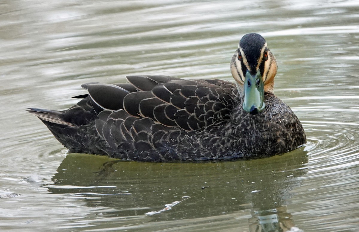 Pacific Black Duck - ML608785017