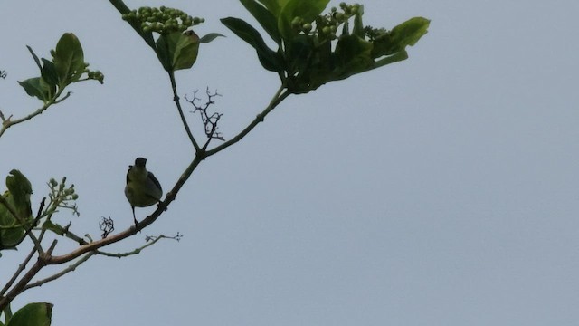 Purple-rumped Sunbird - ML608785042