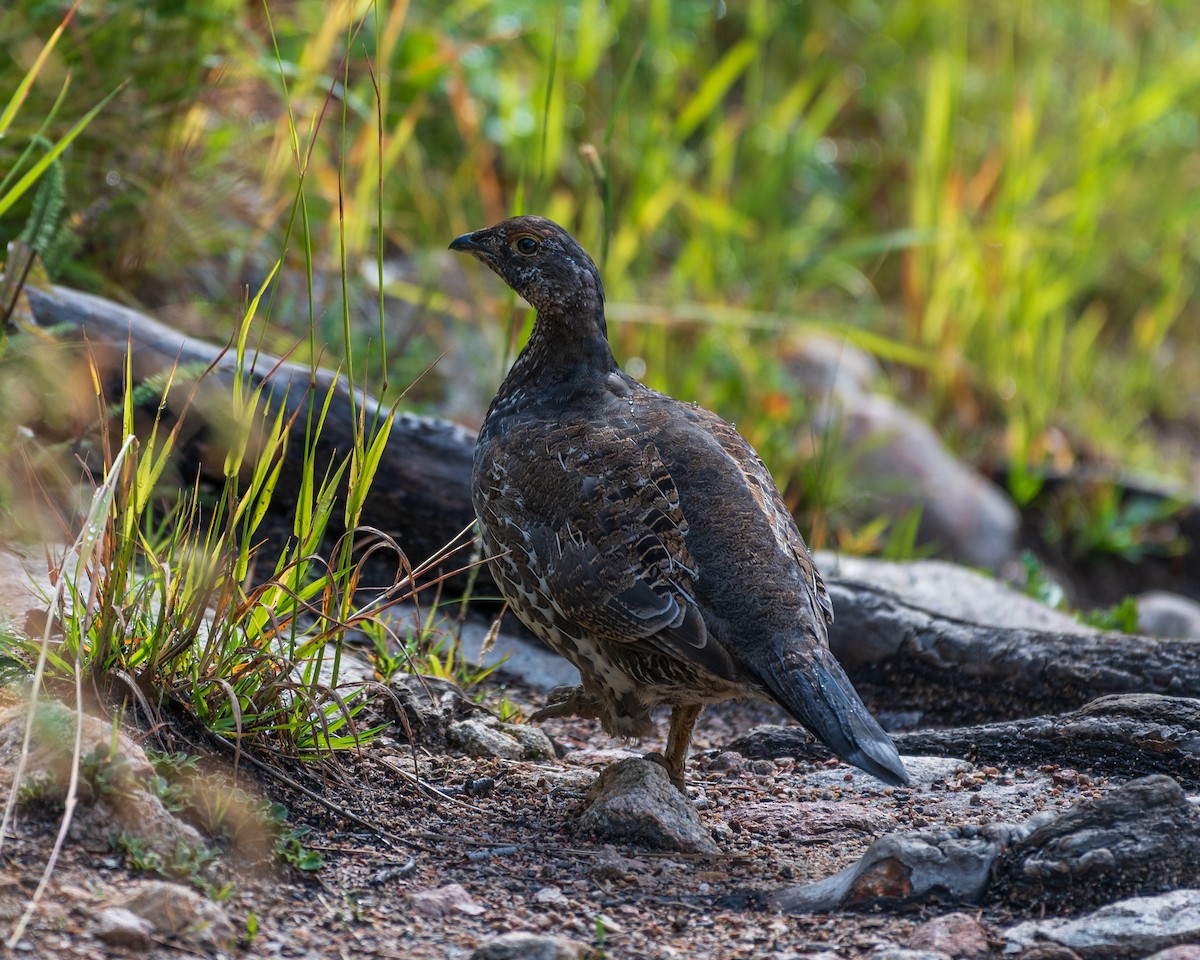 Dusky Grouse - ML608785045