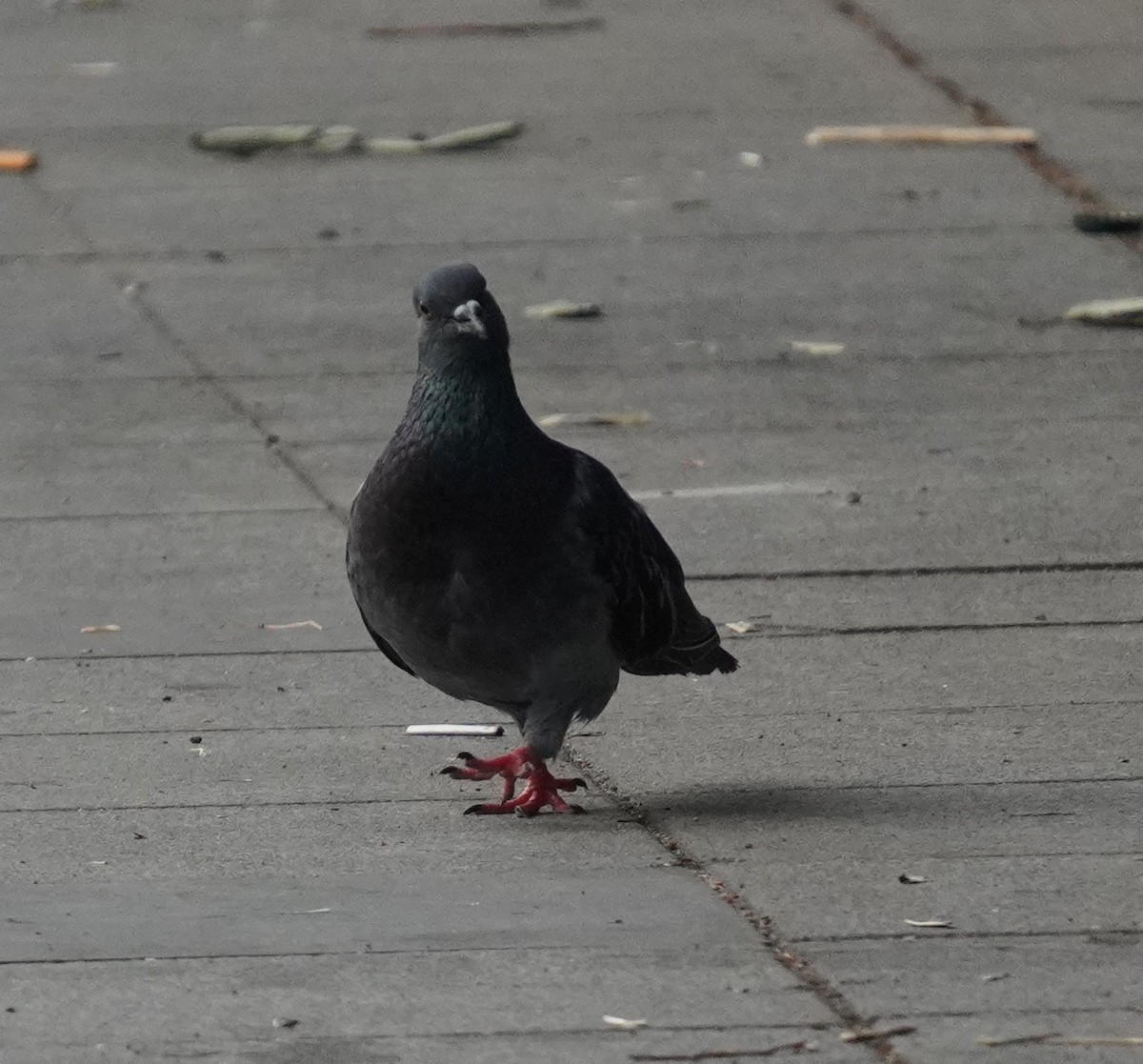 Rock Pigeon (Feral Pigeon) - ML608785094