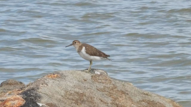 Common Sandpiper - ML608785096