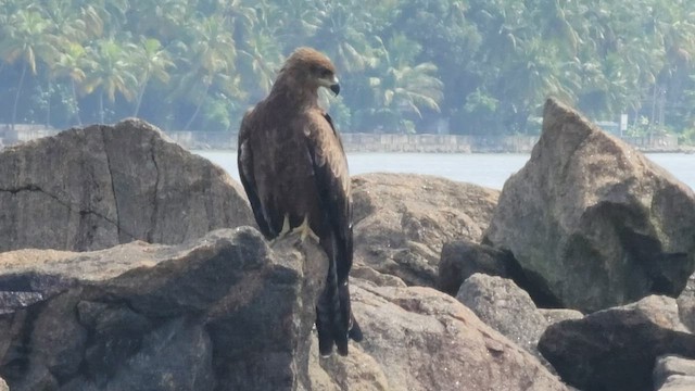 黑鳶 - ML608785100