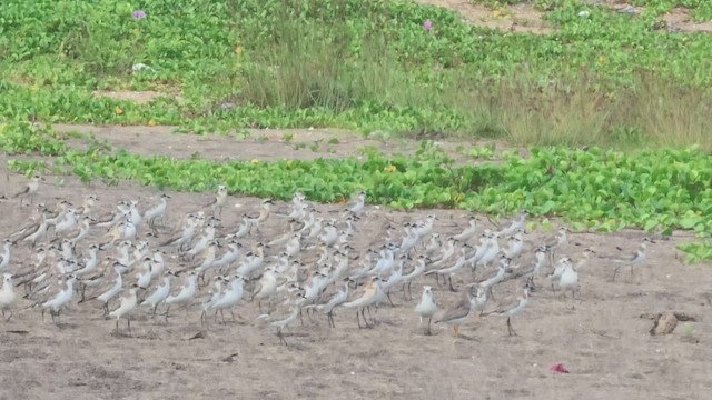 青藏鴴 - ML608785121