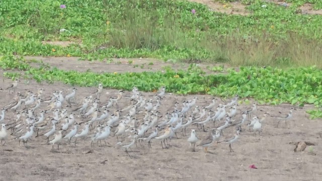 חופמי טיבטי - ML608785121