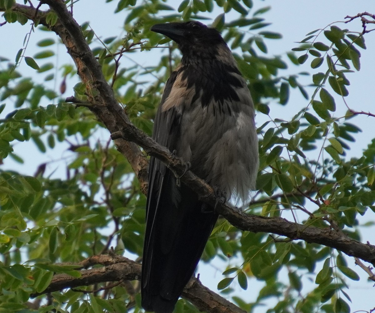 Hooded Crow - ML608785139