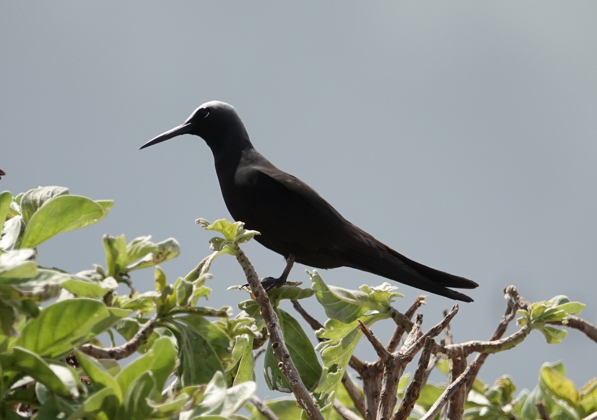 Black Noddy - ML608785207